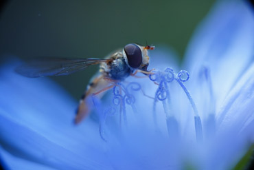 Schwebfliege auf blauer Blüte