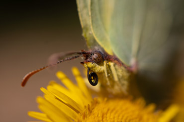 Schmetterling beim Bestäuben