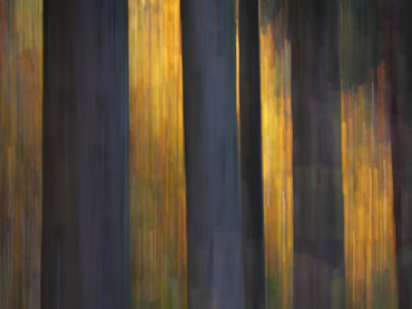 abstraktes Bild von Bäumen im Abendlicht
